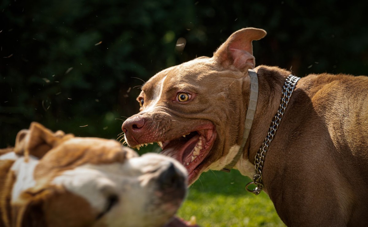 Dwa amstaffy gryzące się