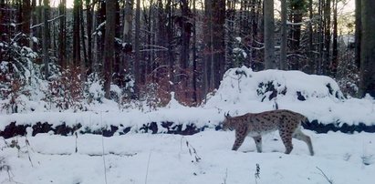 Leśnicy mieli wiele szczęścia! Niesamowite, co udało im się sfotografować