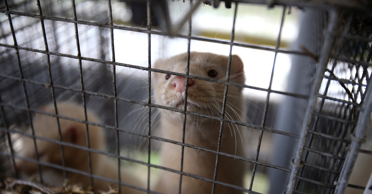 Posłowie kończą z hodowlą zwierząt na futra