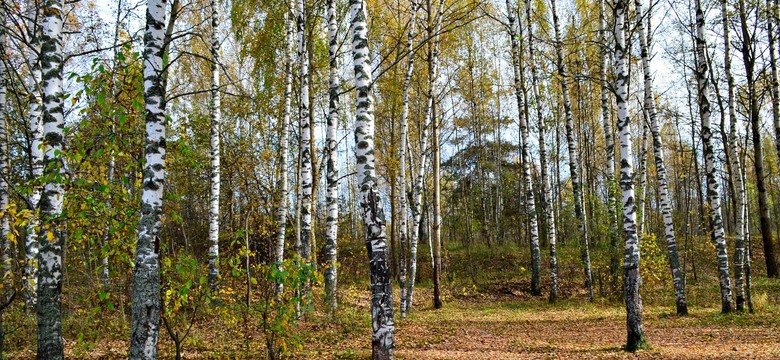 Nowy rezerwat przyrody na Śląsku. Pierwszy po 8 latach przerwy