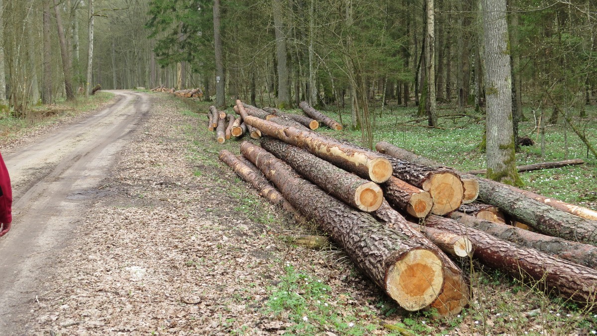 Już prawie siedem i pół tysiąca drzew wycięto w Puszczy Białowieskiej w Nadleśnictwie Białowieża. Organizacje ekologiczne protestują i piszą list do premier Beaty Szydło. Leśnicy z kolei twierdzą, że nic niezgodnego z prawem się nie dzieje.