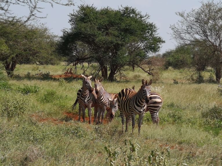 Zebry w Tsavo.