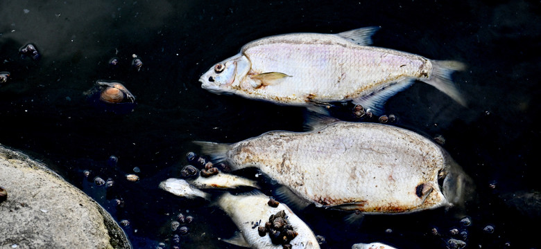 Martwe ryby płynęły do Odry od połowy marca, gliwicka radna biła na alarm. "Jak głową w mur"