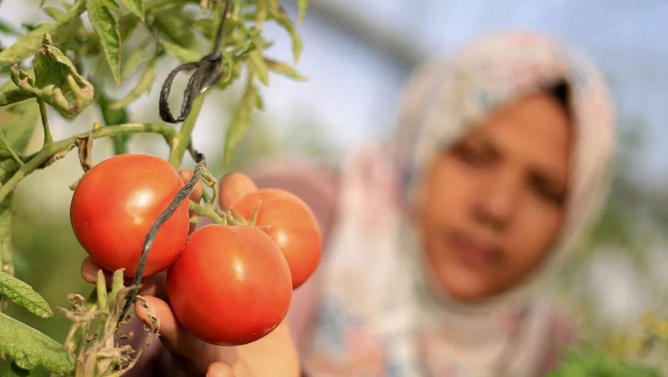 Pomidory są uprawiane niemal na całym świecie. Na zdjęciu plantacja w Palestynie. fot. Sopa Images/Getty Images