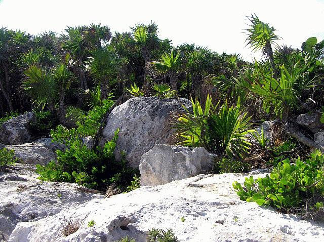 Galeria Meksyk - Riviera Maya, obrazek 28