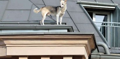 Pies alpinista. Zdobył dach trzypiętrowej kamienicy! FOTO