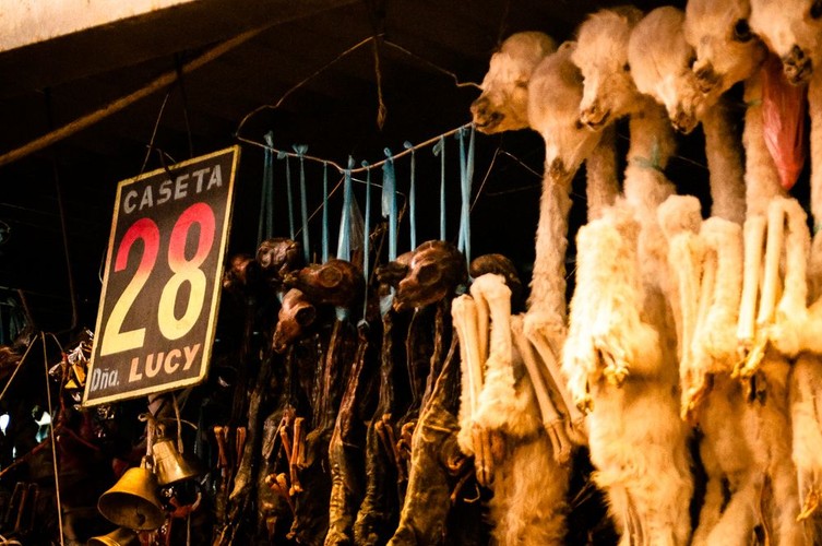 Płody lam na rynku w Cochabamba, Boliwia; fot. T. Bogusz / Pirania na kolację