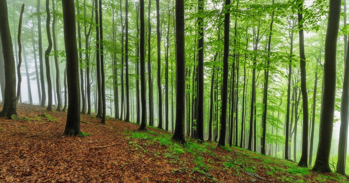 Zaskakujący trend pogrzebowy u naszych sąsiadów. Tak powstają lasy wspomnień