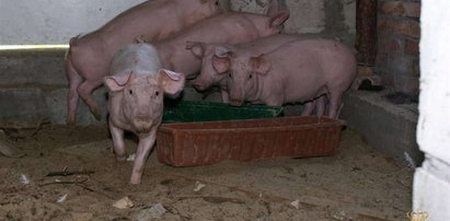 Odbili porwane świnie
