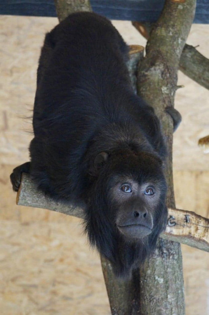 Małpa uciekła z zoo koło Słupska