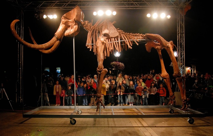 Kopija skeleta  javnosti  je prvi put predstavljena 2007.