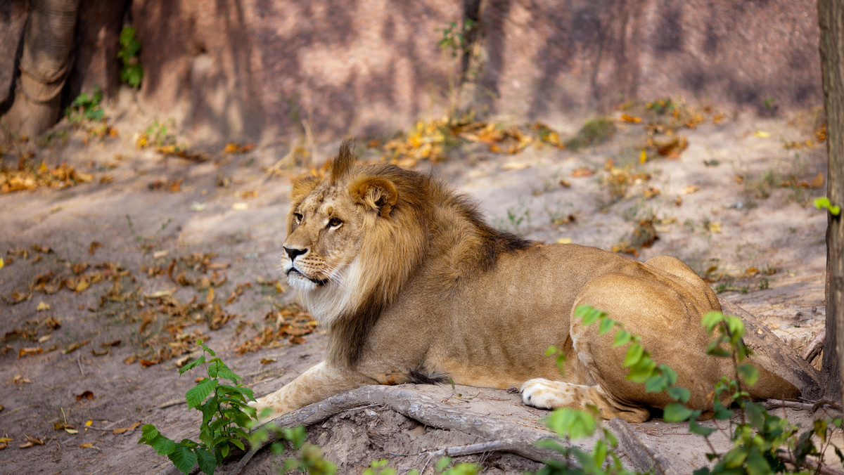 Inwazja Rosji na Ukrainę. Kijowskie zoo odcięte