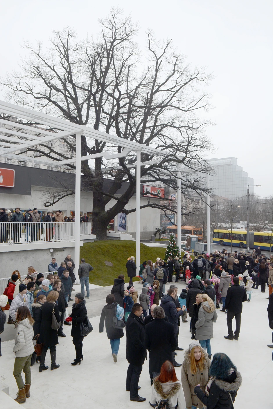 Najstarije drvo u gradu: Hrast na Cvetnom trgu