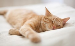 Koty zarażają się COVID-19, śpiąc w łóżku właściciela