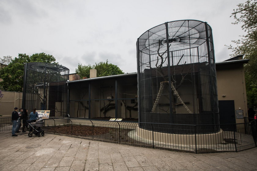 Małpiarnia w poznańskim zoo otwarta