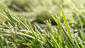 Nowe świadczenie: będzie można otrzymać 2400 zł za przymrozek. Wnioski o wypłatę już od 1 grudnia