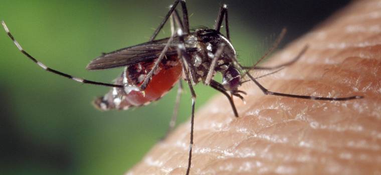 Naukowcy wypuszczą setki milionów zmutowanych komarów. Mają zwalczyć wirusa Zika