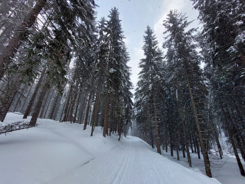 Trasa przez las w Karkonoskim Parku Narodowym