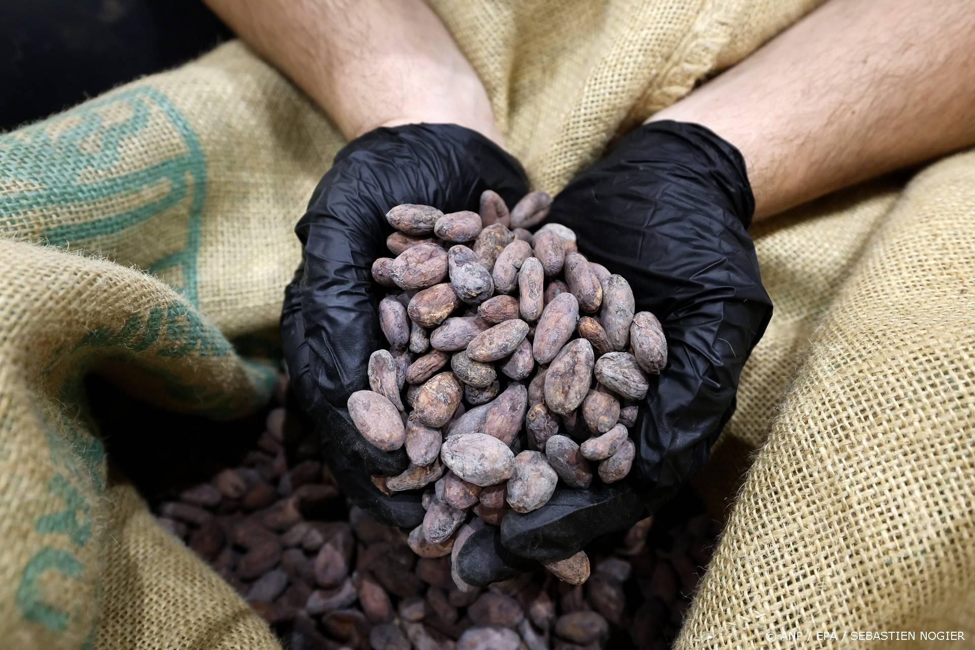 Cacaoproductie Europa daalt verder door recordprijzen