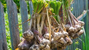 Połowa listopada to najlepszy czas na posadzenie czosnku ozimego. Jak to zrobić prawidłowo: głębokość i odstępy