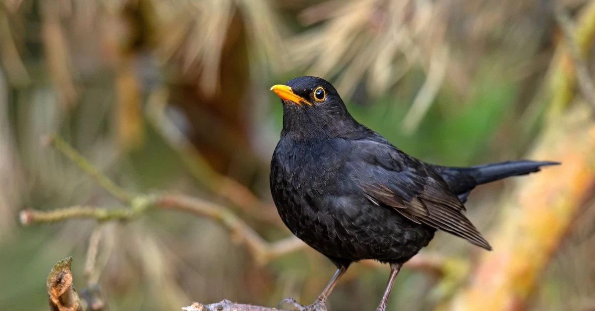 Quiz. Ile wiesz o ptakach w Polsce? 10/10 praktycznie poza zasięgiem
