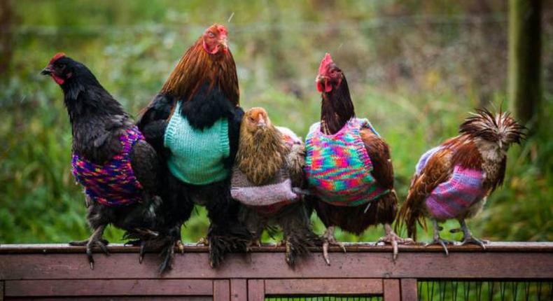 Woman goes viral after knitting tank tops for chickens