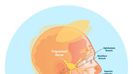 Nerwy czaszkowe - rodzaje, budowa, funkcje, uszkodzenia. Ile wyróżnia się nerwów czaszkowych?