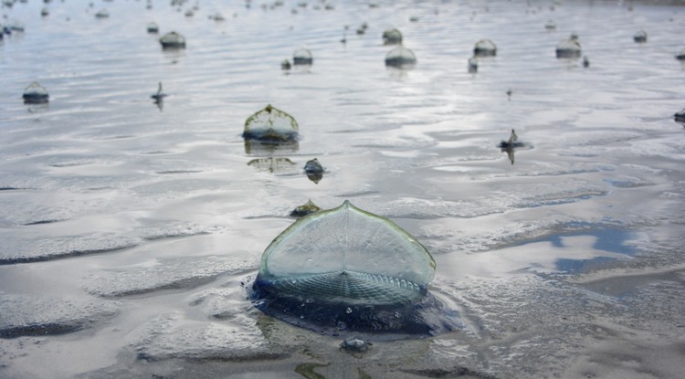 Velella velella