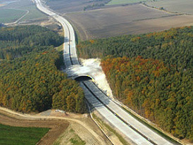 Dzikie zwierzęta mogą pojawić się też na autostradzie