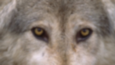 Mazury: Leśnicy policzyli wilki i rysie