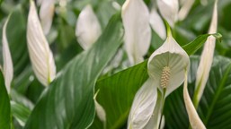 skrzydłokwiat nie kwitnie? wystarczy ten jeden prosty trik