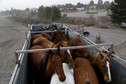Horses are transported from Ensenada town which is covered with ashes from Calbuco Volcano