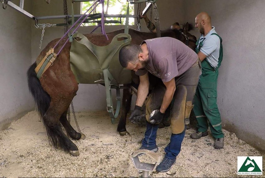 Hirurzi su morali da za leče nogu konju Sokolu