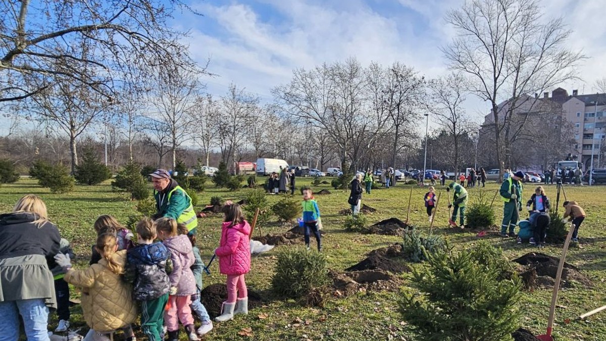 Sadnja novogodišnjih jelki