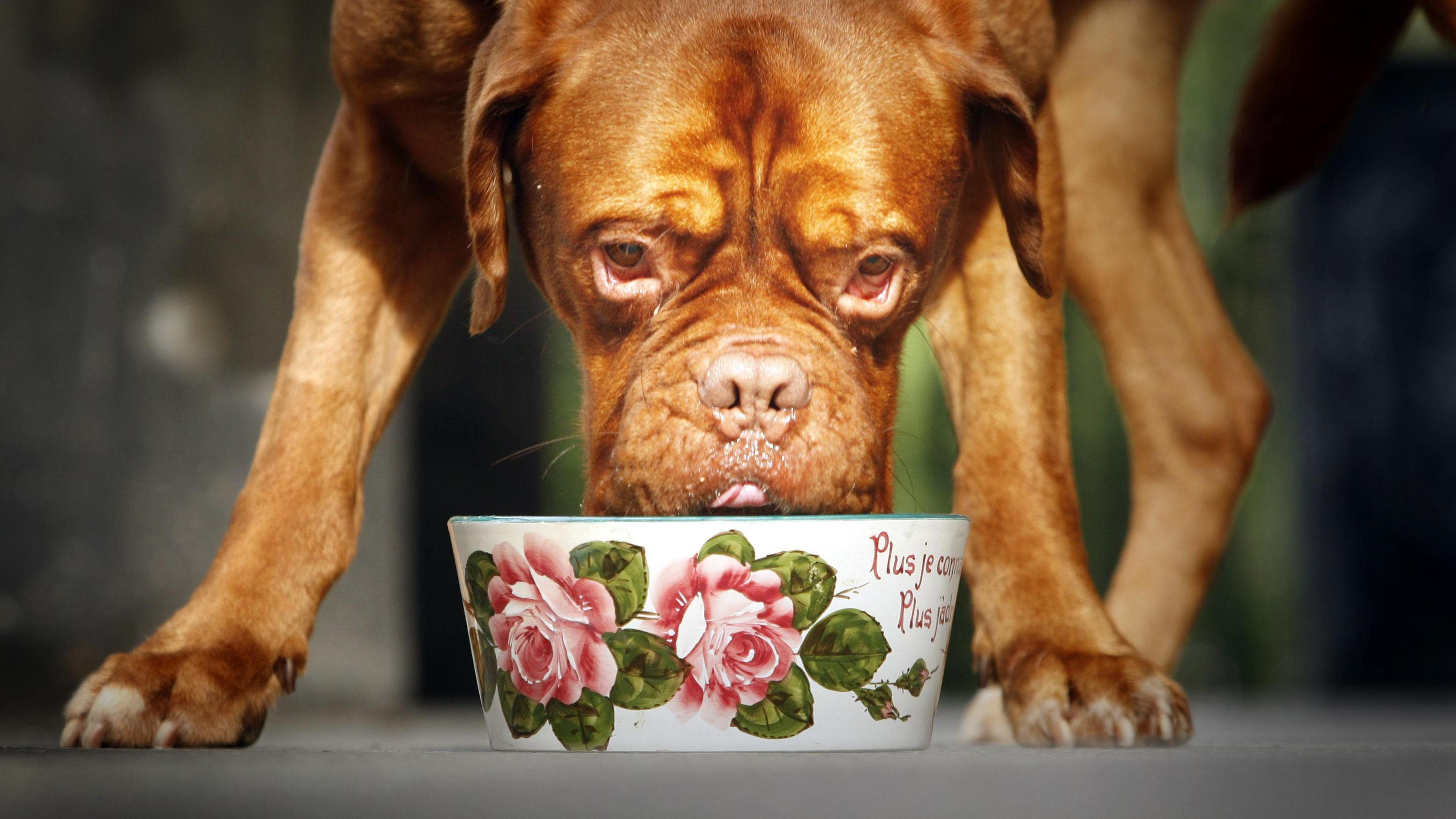 Premium dog food can have bigger carbon footprint than owners