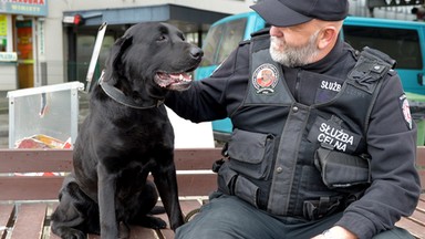 Labrador Questo kończy pracę w Izbie Celnej