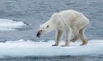 Wychudzony niedźwiedź polarny przestrogą dla ludzkości?