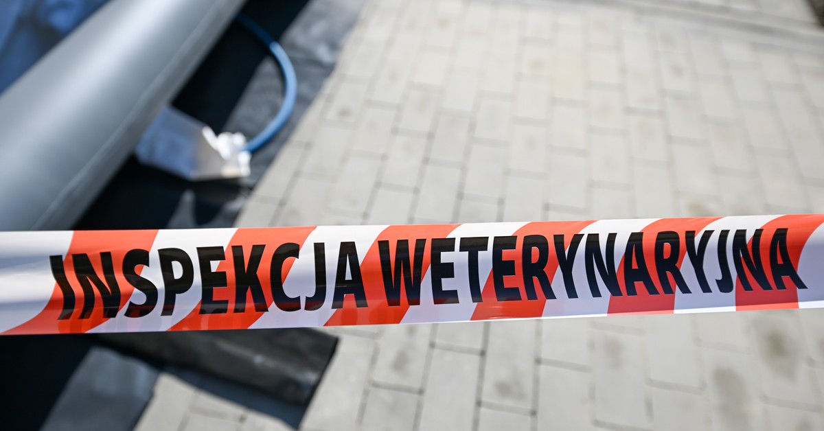 Zaraźliwa i niebezpieczna choroba u kolejnych sąsiadów Polski. Resort rolnictwa zwołuje sztab kryzysowy