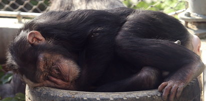 W krakowskim zoo leniwie płynie czas