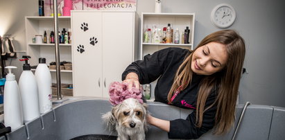Oto krakowska groomerka, czyli psia fryzjerka. "W moim salonie czworonogi czują się jak gwiazdy" 