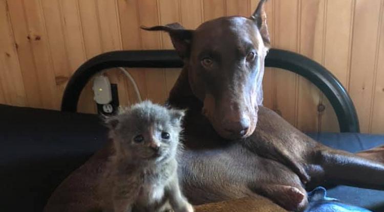 Dobermann és cica