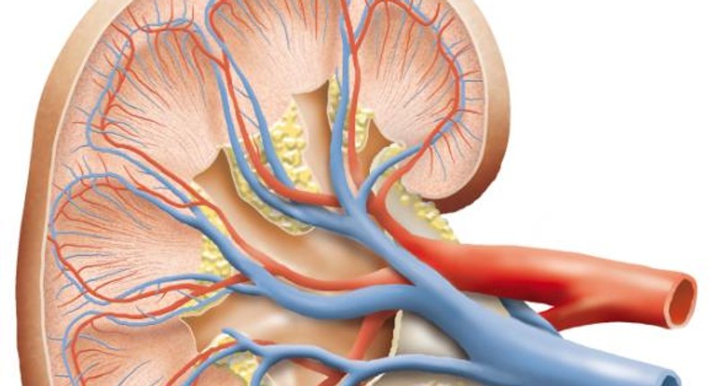 A cross section of the kidney