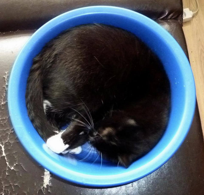 Kot w okrągłej misce