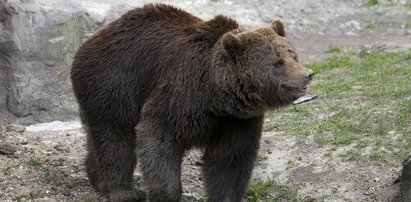 Tatry. Uwaga na niedźwiedzie!