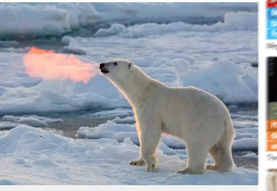 Zdjęcie niedźwiedzia polarnego podbija internet. Też TO widzicie?