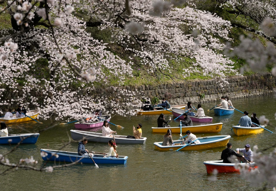 Cvat trešanja u Tokiju