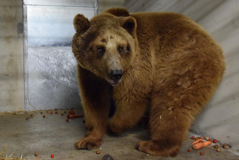 Baloo potrzebuje leczenia i spokoju