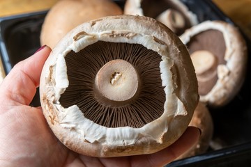 A gombákról nem növények: a törzsfejlődésben a saját útjukat járják! A rendszertan szerint a valódi sejtmagos (eukarióta) élőlények doménje alá tartozó önálló országuk van, ugyanúgy, ahogy a növényeknek és az állatoknak. A gombák kitűnő táplálékot jelentenek a számunkra, sok fehérjét, rostot és B-vitamint tartalmaznak, jelentős mennyiségben van bennük szelén, egy erős antioxidáns, amely segíti az immunrendszert, és hozzájárul a sejtek és szövetek épségének fenntartásához.