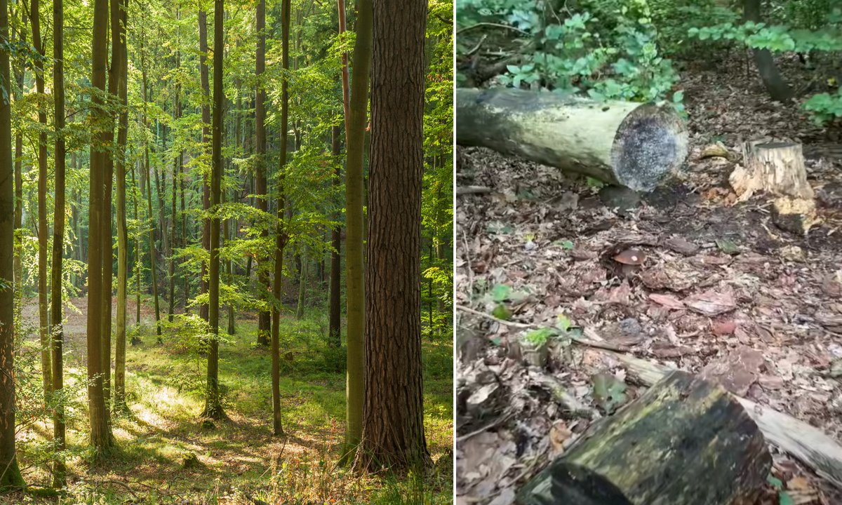 Grzybiarz pokazał wyjątkowy okaz. Internauci zachwyceni. "Zazdroszczę"
