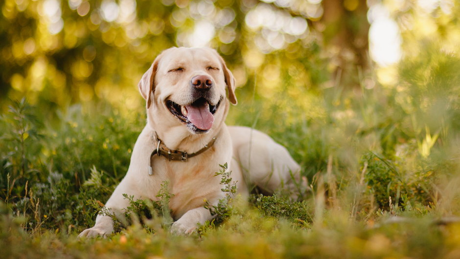 Labrador 